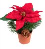 Vacker röd julstjärna i kruka. Dekorerad med grankvistar och en kotte. Ett mindre färdigt jul/advent arrangemang att ställa i en