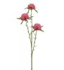 Amaranth blomma i tre olika nyanser -Vit -Rosa -Gul En vacker sommar blomma som passar lika bra ensam i en vas som i en bukett e