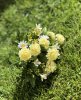 Vacker verklighetstrogen konstgjord blombukett med sommar blommor bla små prästkragar och klöver. i välarbetad verklighetstroge