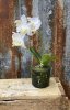 Vacker verklighetstrogen vit konstgjord orkidé Phalaneopsis planta i mindre modell. Orkidén är i modell utan inner kruka i plant