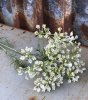 Vacker vit Allium blomma i högre större utslagen modell. En vacker blomma som gör sig lika vacker ensam som till utfyllnad i en