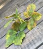 Kvist i bukett modell med rundade blad i vackra gröna nyanser. Verklighetstrogen och fint nyans skiftande med små insekts hål
