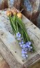 Blå pärlhyacint med lök. Dubbla blommor med gröna blad. Vacker att ställa i en klar vas och låta rötterna falla fritt, eller att
