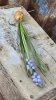 Blå pärlhyacint med lök. Dubbla blommor med gröna blad. Vacker att ställa i en klar vas och låta rötterna falla fritt, eller att