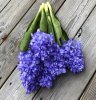 Blå hyacint i utslagen modell. Verklighetstrogen konst blomma i vacker välarbetad modell. Blå med gröna blad . Vacker i grupp om