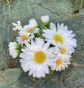 Sommar vacker ljusmanschett med vita prästkragar och gröna blad. Med flera blommor i olika storlekar. Dekorerad med diskreta ins