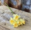 Vår vacker gul påsklilja /narciss med flera blommor. Blomman gör sig fint i en vas, i en bukett/arrangemang ensam eller tillsamm