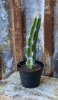 Grön kaktus i kruka. Konstgjord med verklighetskänsla. Finns i fyra olika modeller/form -Med platta/plättar på stammen -Smal ra