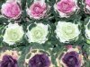 Prydnadskål i kruka att dekorera med. Finns i tre nyanser -Vit -Lila -Rosa All med inslag av gröna nyanser . Står i en plastad i