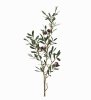 Stor/hög vacker kvist/gren med oliver och gröna blad olivkvist. Att dekorera med ensam eller flera tillsammans. Ha den som den ä