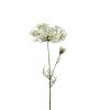 Vacker vit Allium blomma i högre större utslagen modell. En vacker blomma som gör sig lika vacker ensam som till utfyllnad i en