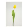 Vackra gul tulpan med krispig verklighets känsla och gröna blad.Finns i två modeller -Knoppig -Utslagen Levande modell som passa