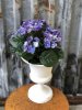 Vacker blå hortensia med gröna blad i kruka. Välarbetad i fyllig modell och mjuk blå nyans. Blomman står i en plastad svart inne