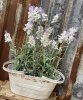 Vacker vit och lila lavendel i innerkruka . Verklighetstrogen konst blomma. Med gröna blad och flera blommor. Stjälkar och blad