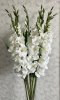 Vit Gladiolus med gröna blad och lång stjälk
