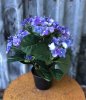 Vacker blå hortensia med gröna blad i kruka. Välarbetad i fyllig modell och mjuk blå nyans. Blomman står i en plastad svart inne