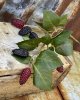 Konstgjord gren/kvist med Björnbär i olika mognadsgrad/färg. Med flera bär och gröna blad. Lång gren/kvist som man kan sätta i e
