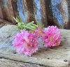 Bukett med tre stycken Scabiosa blommor i tre olika storlekar och tre olika nyanser -Vit -Rosa -Lila En vacker sommar blomma so