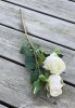 Vacker vit ros / buskros kvist med flera blommor och gröna blad. Lätt cream vit med två nyanser av vitt. Välarbetad vacker konst