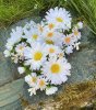 Sommar vacker ljusmanschett med vita prästkragar och gröna blad. Med flera blommor i olika storlekar. Dekorerad med diskreta ins