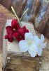 Vacker Amaryllis utan lök i så kallad snittblomma modell för vaser och buketter mm. Med flera blommor i olika storlekar. Finns i