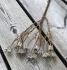 Vinter kvist med isbär att dekorera med . Ha den i en bukett eller bara som den är . Vacker och annorlunda modell. Från Mr Plant