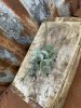 Grön fler grenad eucalyptus kvist 