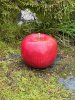 Rött mörkrött större äpple