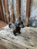 Hund Tax i järn att dekorera med