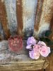 Tulpan ljuslykta i rosa glas