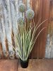 Blå blomma Prydnadslök / Allium i högre större modell