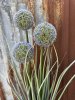 Blå blomma Prydnadslök / Allium i högre större modell