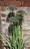Blomma / växt Angelica med blåa blommor i högre större modell