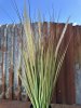 Horsetail blomma / växt i kruka större högre modell