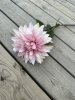 Rosa utslagen Dahlia
