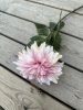 Rosa utslagen Dahlia