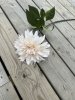 Cream färgad Dahlia med gröna blad