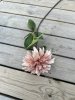 Beige utslagen Dahlia