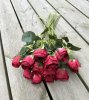 Röd ros med gröna blad