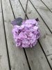Stor lila Hortensia i fyllig modell