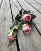 Rosa ros buskros med flera blommor i kvist modell