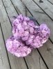 Stor lila Hortensia i fyllig modell