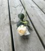 Klassisk ros med gröna blad i mixade nyanser