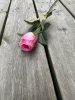 Klassisk ros med gröna blad i mixade nyanser