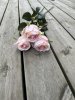 Rosa ros med gröna blad och större blomma