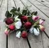 Vit ros buskros med flera blommor i kvist modell