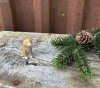 Söt katt i mindre modell att dekorera med 