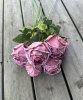 Rosa ros med fyllig blomma och gröna blad
