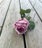 Rosa ros med fyllig blomma och gröna blad