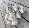 Vacker cream vit ros med rosa rodnad